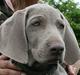 Weimaraner Hot Shoot´s Lotto (Anden) HD-A