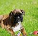 Boxer Balou 