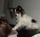 Papillon Betty