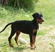 Dobermann Dobergaarden F Chikita