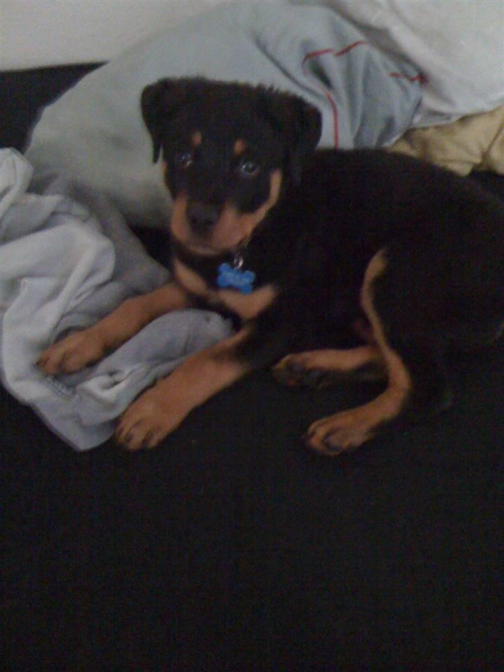 Rottweiler Simba R.I.P - putter i sengen billede 3