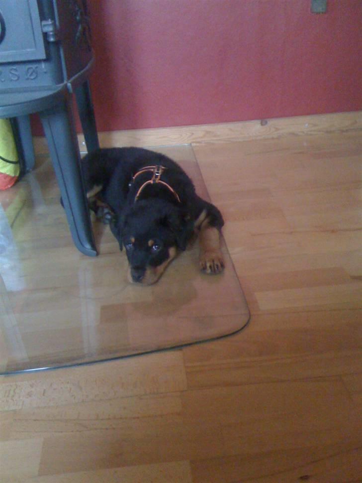 Rottweiler Simba R.I.P - ved pajsen billede 4