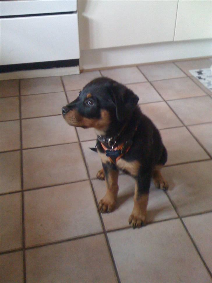 Rottweiler Simba R.I.P - i ders køkken billede 5