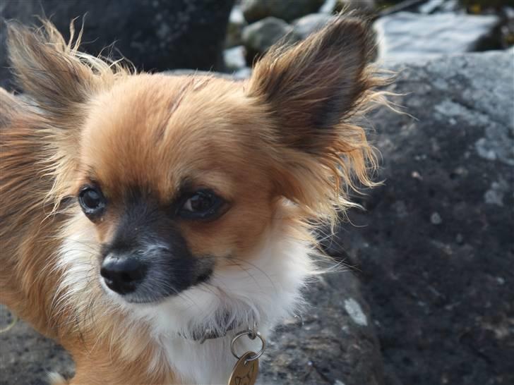 Chihuahua Bailey billede 1