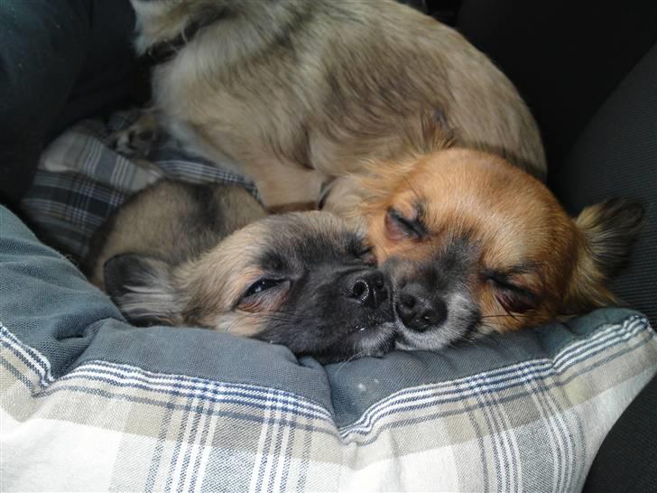 Chihuahua Bailey billede 2