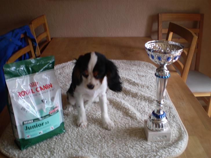 Cavalier king charles spaniel Cavasole's Bonnie - Bonnie efter sin allerførste udstilling billede 1