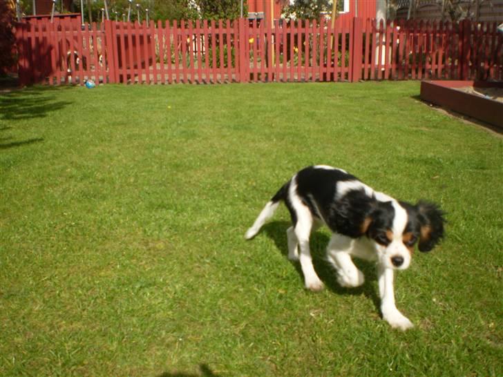 Cavalier king charles spaniel Cavasole's Bonnie - Hurraaa ude på græsset billede 2