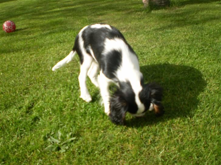 Cavalier king charles spaniel Cavasole's Bonnie - Er der måske noget sjovere sted end en stor græsplæne? billede 3
