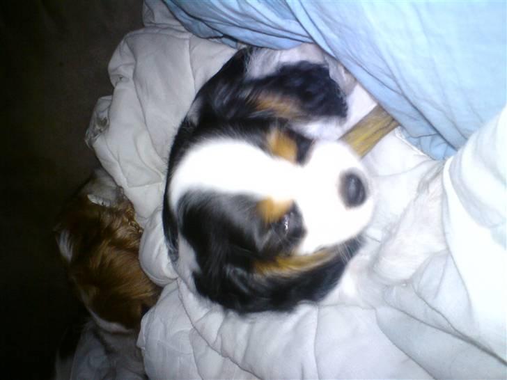 Cavalier king charles spaniel Cavasole's Bonnie - Lidt hårdt at være baby er det jo billede 4