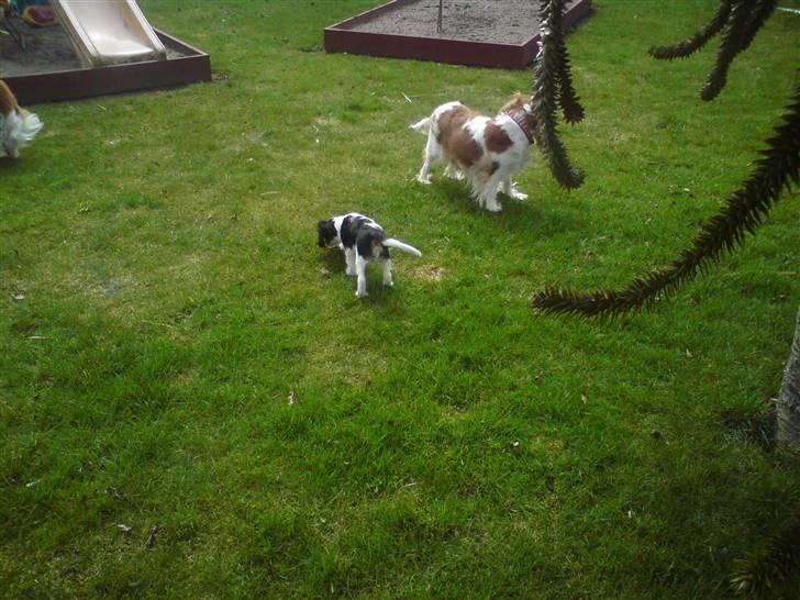 Cavalier king charles spaniel Cavasole's Bonnie - Du kan ikke fange mig.... billede 5