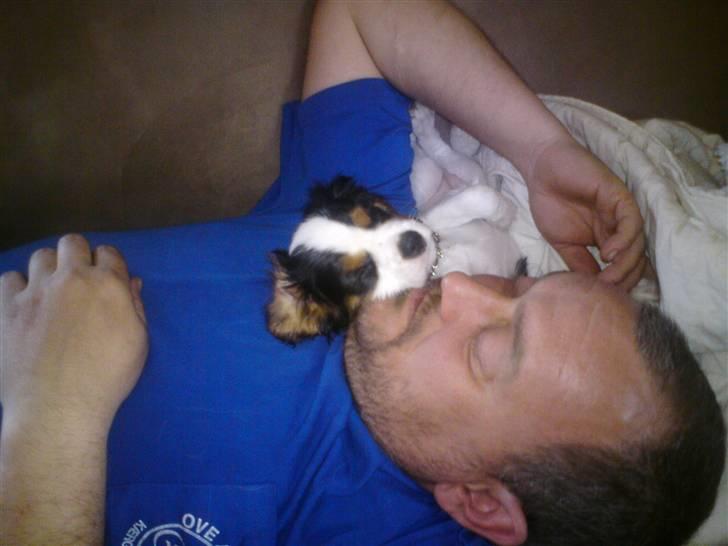 Cavalier king charles spaniel Cavasole's Bonnie - Favoritstedet at ligge efter en dejlig lang dag udenfor sammen med de andre billede 6