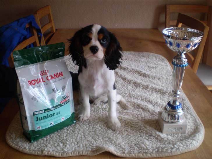 Cavalier king charles spaniel Cavasole's Bonnie - Ja så heldig var jeg altså da jeg var på udstilling :-) billede 7