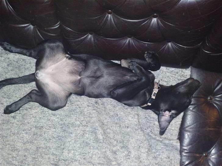 Blanding af racer Nellie RIP :'( billede 18