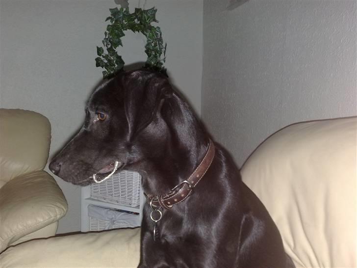 Blanding af racer Nellie RIP :'( billede 19