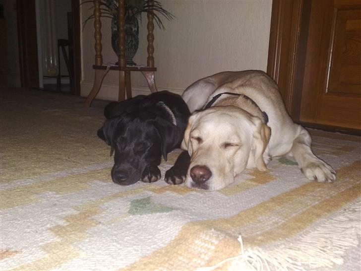 Blanding af racer Nellie RIP :'( billede 21