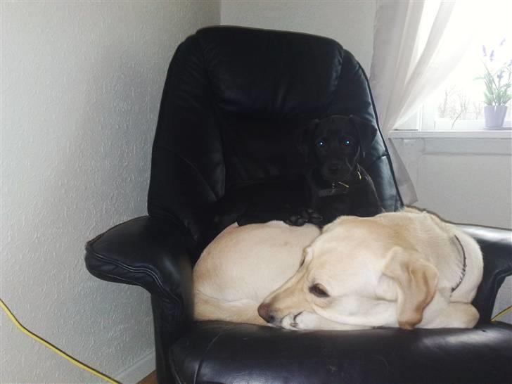 Blanding af racer Nellie RIP :'( billede 22