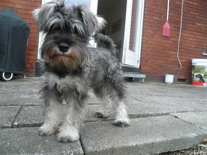 Dvaergschnauzer *FNUGGI* - Lille Fnuggi billede 11