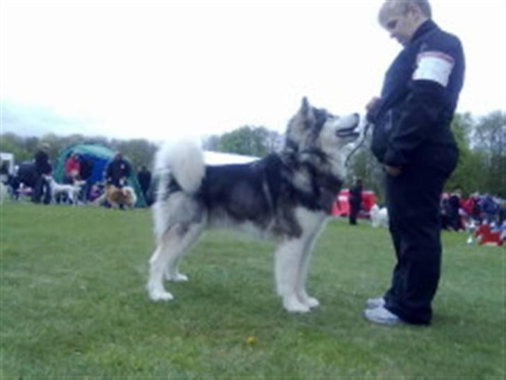 Alaskan malamute Devil - Devil på skue i holstebro. billede 17