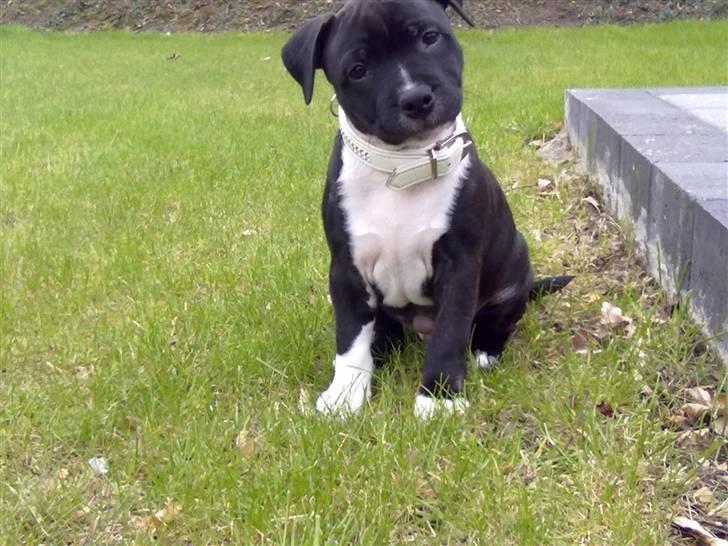 Staffordshire bull terrier Kenzo billede 17