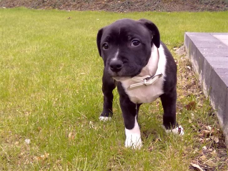 Staffordshire bull terrier Kenzo billede 18