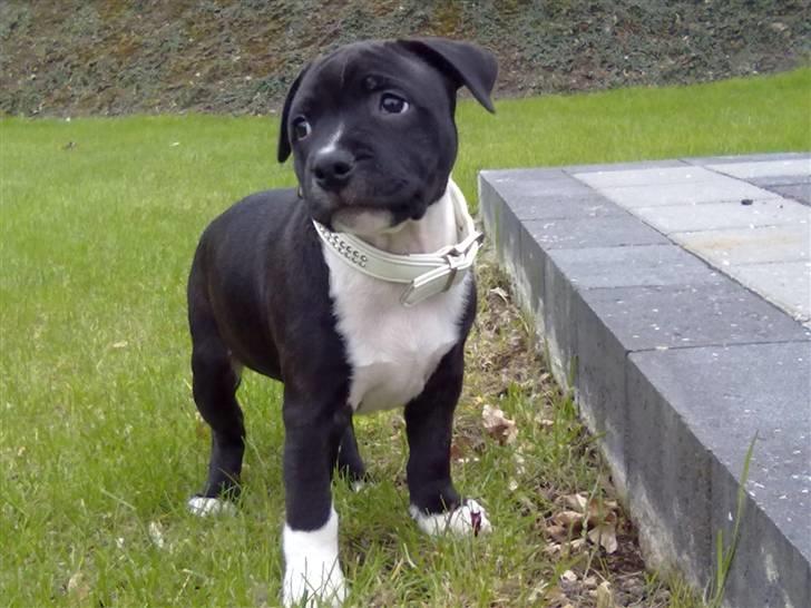 Staffordshire bull terrier Kenzo billede 19