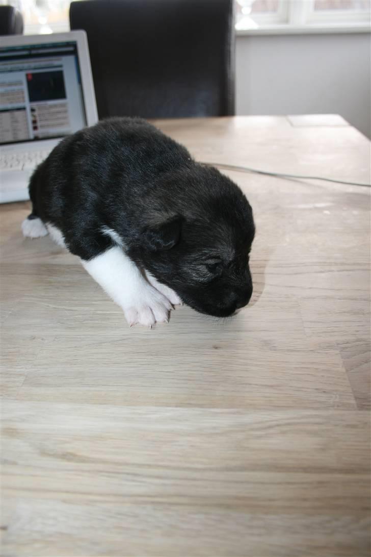 Blanding af racer Molly - Jeg kan godt forstå hvorfor de først kaldte hende Sorteper :P billede 10