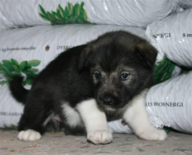 Blanding af racer Molly billede 12