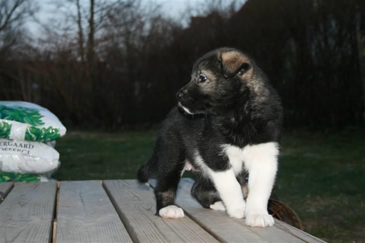 Blanding af racer Molly billede 13