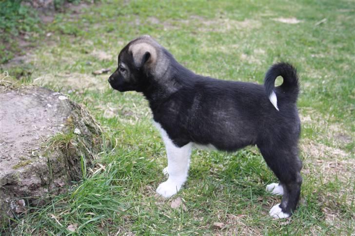 Blanding af racer Molly billede 14