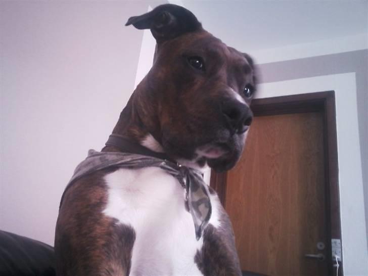 Blanding af racer Yatzy - solgt <3 billede 11