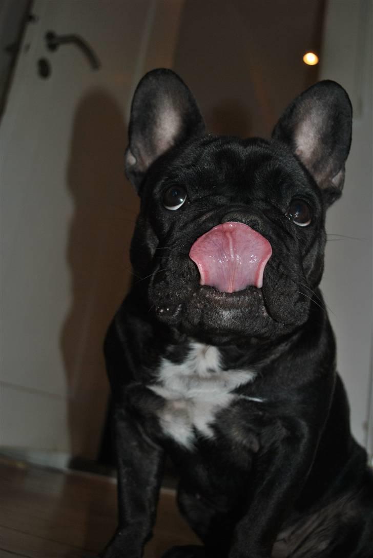 Fransk bulldog Molli  billede 4