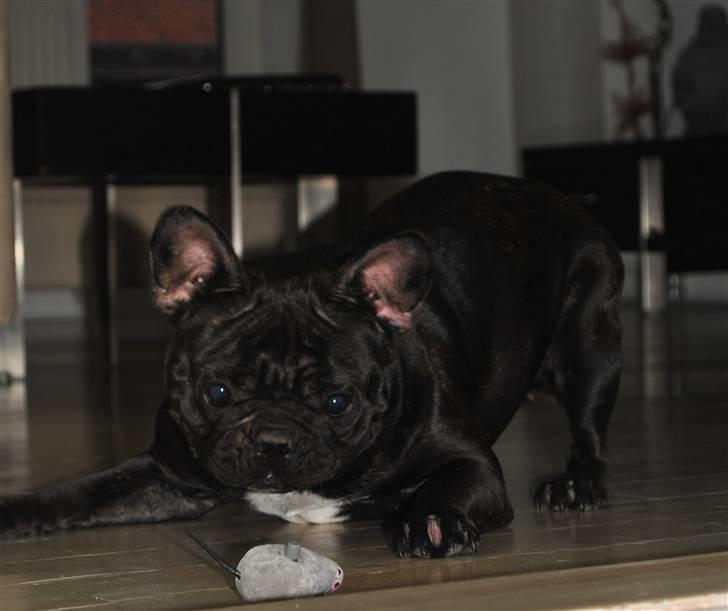 Fransk bulldog Molli  - Nu tager jeg dig mus billede 5
