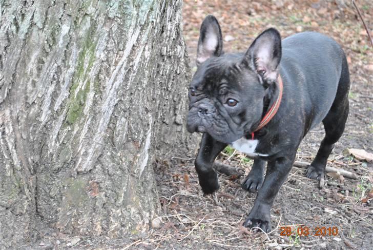 Fransk bulldog Molli  - På jagt billede 6