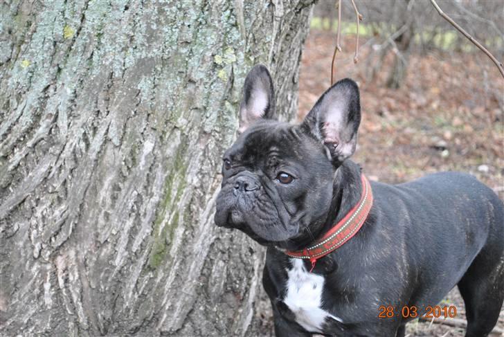 Fransk bulldog Molli  billede 7