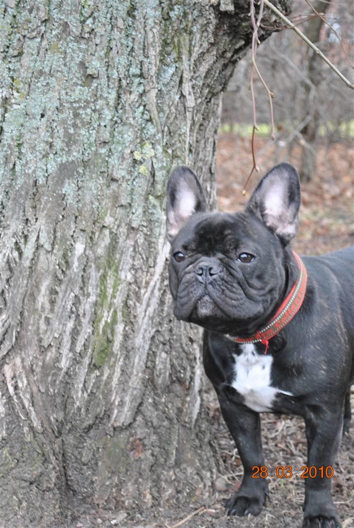 Fransk bulldog Molli  billede 8