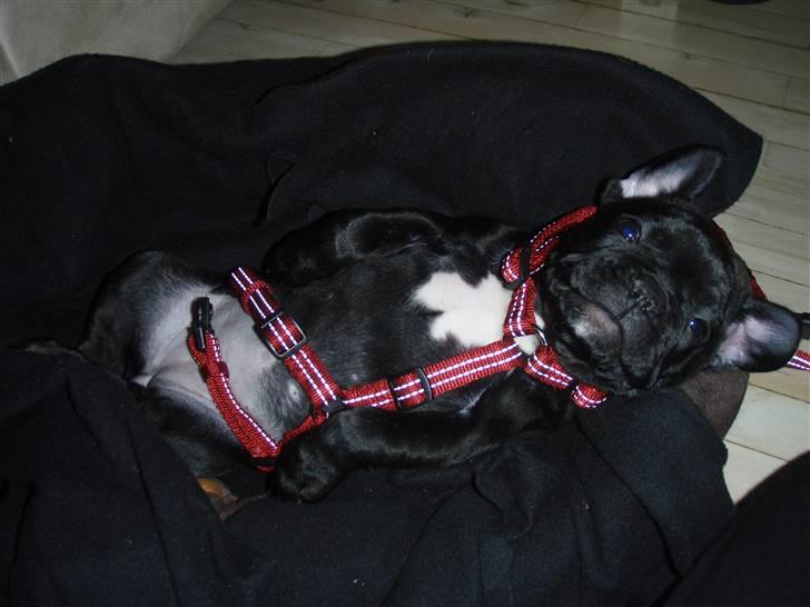 Fransk bulldog Molli  - iih hvor ligger jeg dejligt billede 9