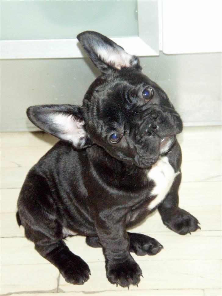 Fransk bulldog Molli  billede 10