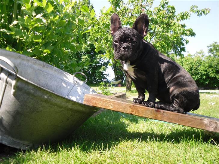 Fransk bulldog Molli  - Sidder meget godt faktisk billede 11