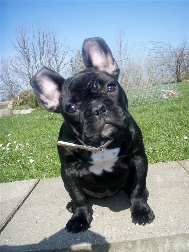Fransk bulldog Molli  billede 12