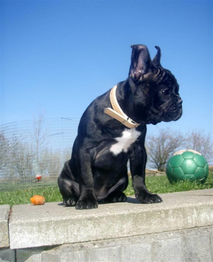 Fransk bulldog Molli  billede 13