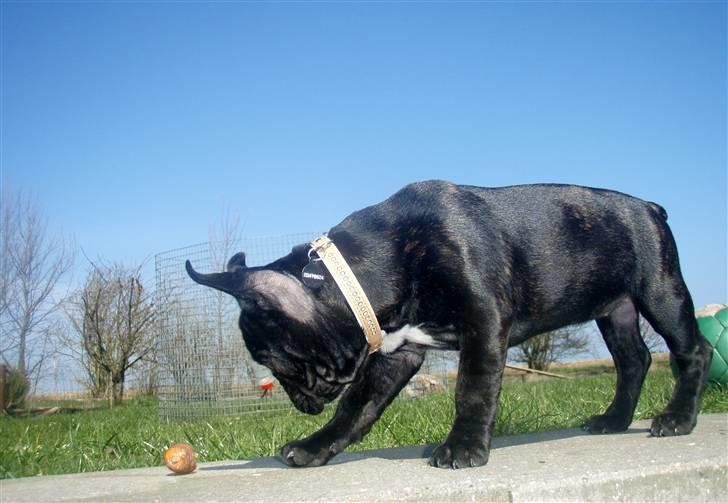 Fransk bulldog Molli  billede 14