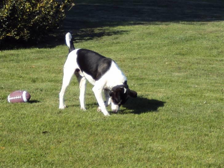 Dansk svensk gaardhund Max - Max som lige har spillet amerikansk fodbold! :D billede 1