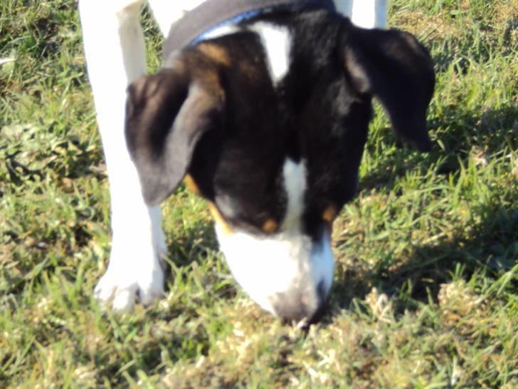 Dansk svensk gaardhund Max billede 2