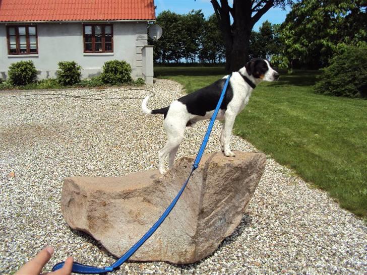 Dansk svensk gaardhund Max billede 3