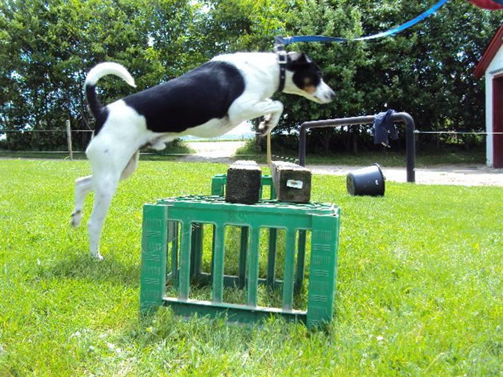 Dansk svensk gaardhund Max billede 4