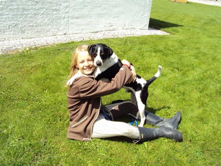 Dansk svensk gaardhund Max billede 5