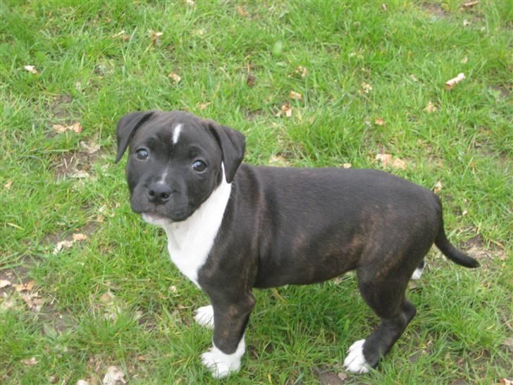 Staffordshire bull terrier Tøsen  - 10 uger billede 11