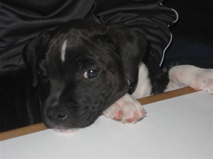 Staffordshire bull terrier Tøsen  - 10 uger billede 12