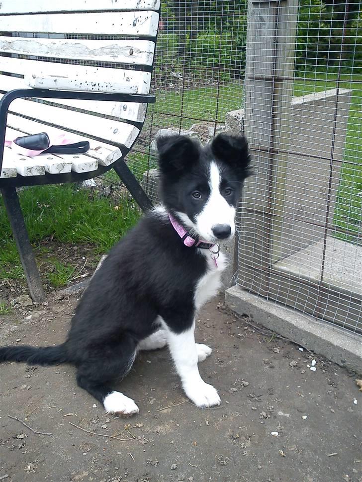 Border collie Bailey  billede 1