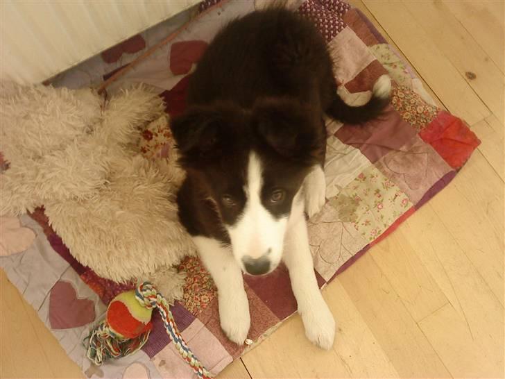 Border collie Bailey  billede 2